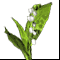 Ландыш